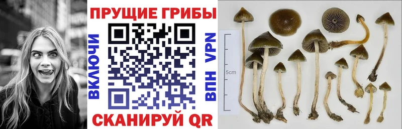 Галлюциногенные грибы MAGIC MUSHROOMS  Павлово 
